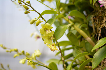 Ornamental plant. Beautiful trees in the garden	
