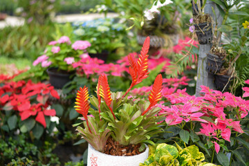 Ornamental plant. Beautiful trees in the garden	
