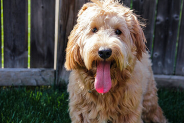 Multigen Goldendoodle