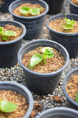 seedlings in pots, The small trees. green small trees in pot in the garden