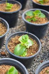 seedlings in pots, The small trees. green small trees in pot in the garden