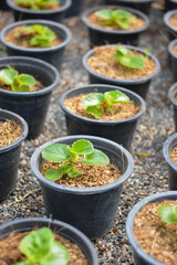 seedlings in pots, The small trees. green small trees in pot in the garden
