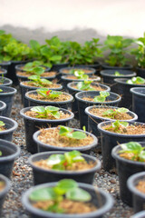 seedlings in pots, The small trees. green small trees in pot in the garden