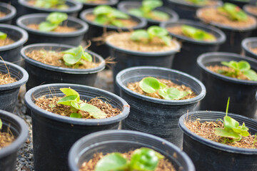 seedlings in pots, The small trees. green small trees in pot in the garden