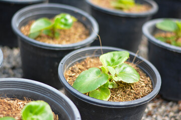 seedlings in pots, The small trees. green small trees in pot in the garden
