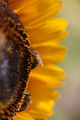 bee bees on flower collecting honey in summer season macro photography