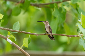 Humming Bird