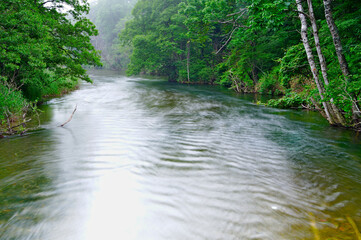 深い森の間を流れる川。釧路川、北海道。