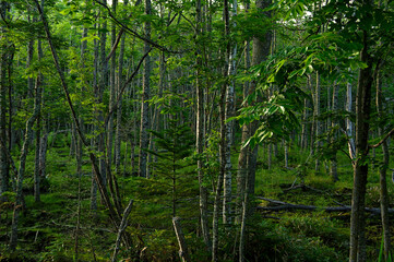 Fototapeta na wymiar 深緑の原生林。薄暗い深い森。