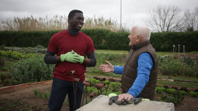 Neighbor conversation. Elderly gardener breezily chatting with his young African friend in kitchen garden