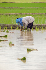 Farmers are planting rice in the farm.Farmers bend to grow rice.copy space