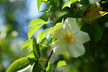 White Flower of Wild Rose 'R. laevigata' in Full Bloom
