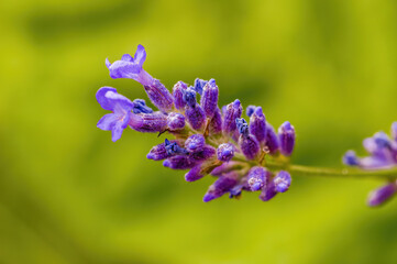 a soft bloom with purple color in the season garden