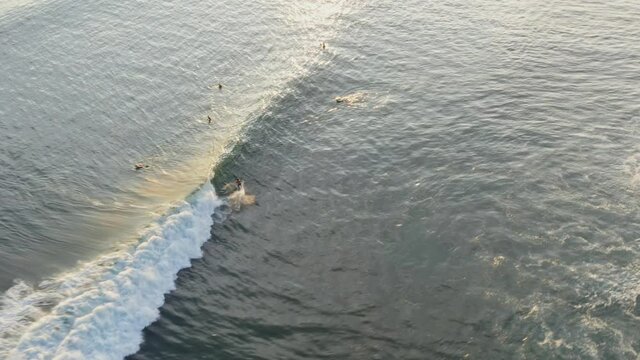 Aerial: surfer catching wave break in sunset tropical ocean water