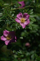 Pink Flower of Wild Rose 'Rosa fargessi Boulenger' in Full Bloom
