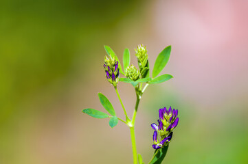 a soft bloom with purple color in the season garden
