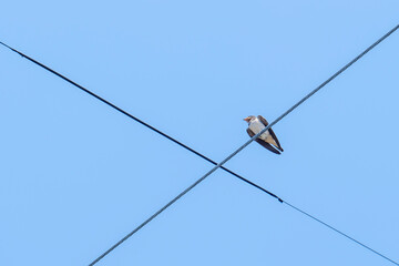 A swallow parked on a telephone pole in summer