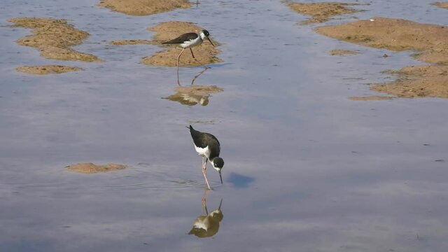 Two black-necked stilts forage for food in a shallow marshy area, 120fps slow motion 4k