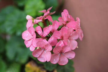 close up of pink hydrangea flowers
