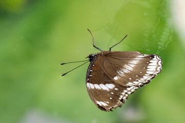 Obraz premium butterfly on glass