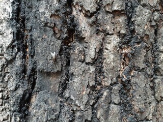 tree bark texture, bark of a tree