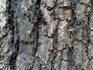 tree bark texture, bark of a tree