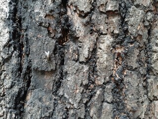 tree bark texture, bark of a tree