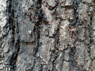 tree bark texture, bark of a tree