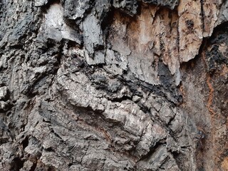 tree bark texture, bark of a tree