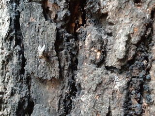 
natural background, bark close-up, bark texture
