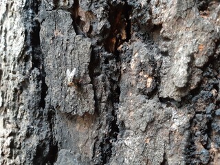 
natural background, bark close-up, bark texture