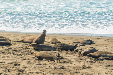 Elephant seals, mating season. Hearst San Simeon State Park, California Coast