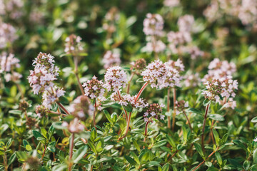 Thymus vulgaris or Common Thyme, Garden thyme, Wild Thyme, German Thyme, variety with pale pink flowers. Mint family Lamiaceae. Culinary, medicinal, and ornamental uses.