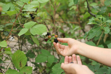 Girl's hands pluck blackberry from bushes