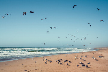 Flock of birds on the beach. Great colony of seagulls, Gudalupe Dunes National Wildlife Reserve, California