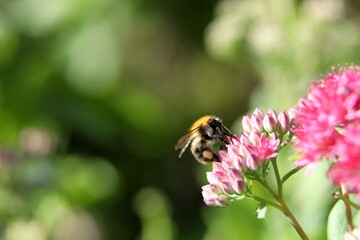 bumblebee on a flower and collects pollen