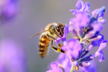 Bee pollinates the lavender flowers. Plant decay with insects