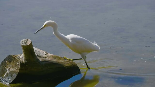 Snowy egret steps on log and shakes water from head 2-in-1 120fps slow motion 4k