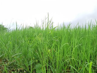 green leaves background