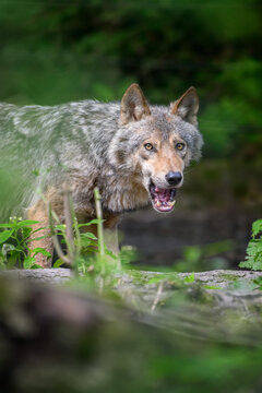 Gray wolf, Canis lupus, in the summer light, in the forest