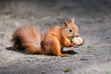 Naklejka na ściany i meble Cute red squirrel with long pointed ears in autumn forerst