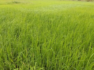 green grass with dew drops
