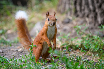 Cute red squirrel in autumn forerst