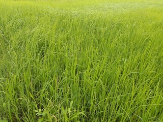 green grass with dew drops