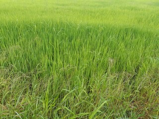green grass with dew drops