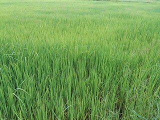 green grass with dew drops
