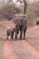 Fototapeta na wymiar Elephant, Kapama Game Reserve, South Africa.