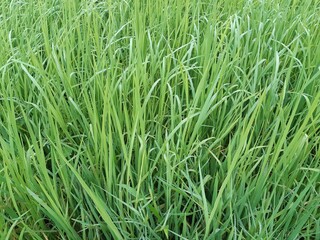 green grass with dew drops