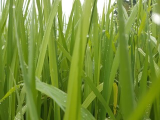 green grass with dew drops