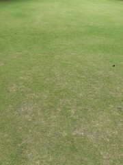 green grass lawn